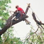 Wise Man Tree Experts Logo